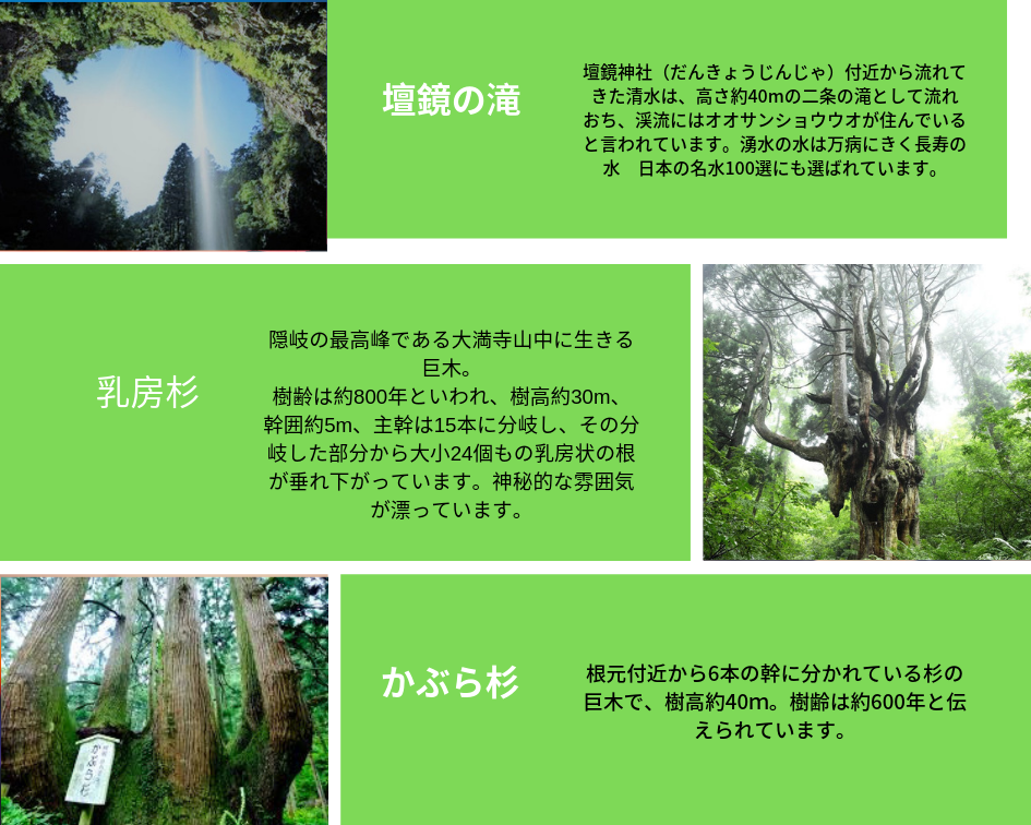 壇鏡の滝・巨木