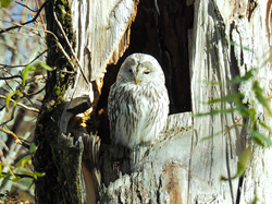 250-エゾフクロウ